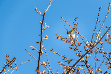 咲き始めた桜と一羽のメジロ