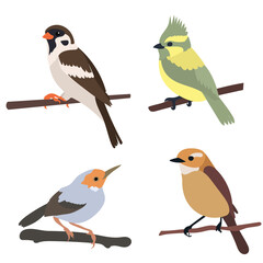 birds on branch flat design, isolated, vector