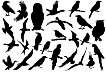 Obraz premium birds set black silhouette, isolated vector