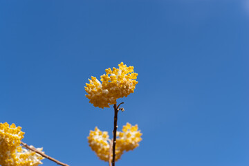 ミツマタの花