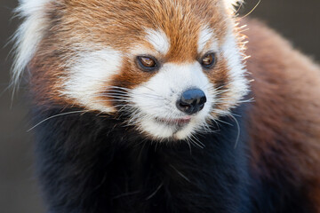 レッサーパンダ