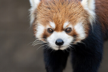 レッサーパンダ