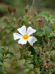 Cistus salviifolius. low-rise shrub very decorative and with medicinal properties