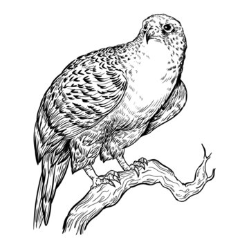 illustration animal bird hawk black and white