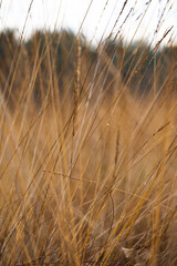 grass in the morning