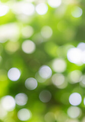 natural green abstract bokeh background.  