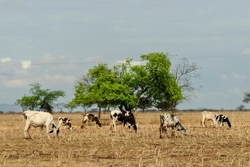 Cattle grazing in the dry season in the Caatinga biome in Uirauna, Paraíba, Brazil on October 16, 2011.