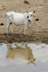 Cattle in a muddy lake in the dry season in the Caatinga biome in Lastro, Paraíba, Brazil on...