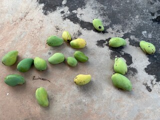 Mango fruits, concept about harvest.  Tropical fruits. 