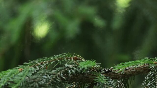 Close-up of an adult male Red-breasted flycatcher, Ficedula parva in an old-growth boreal forest in Estonia, Northern Europe.	