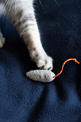A paw with a cat's fingernail holding a toy mouse on the couch © Юлія Блоха