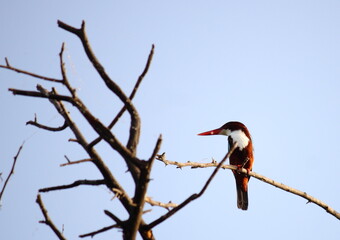 White Throated Kingfisher