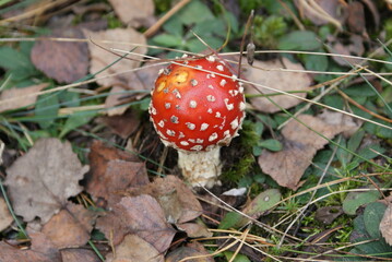 muchomor   © wiertek