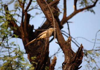 Jungle Babbler
