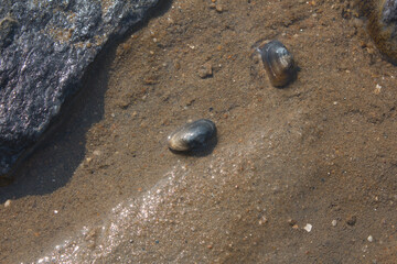 A seashell immersed in the water on the beach.