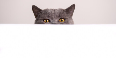 funny gray cat of british breed peeks out from behind a white table on a light background with copy space