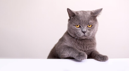 funny gray cat of the British breed lies on a white table and looks offendedly directly on a light background with copy space