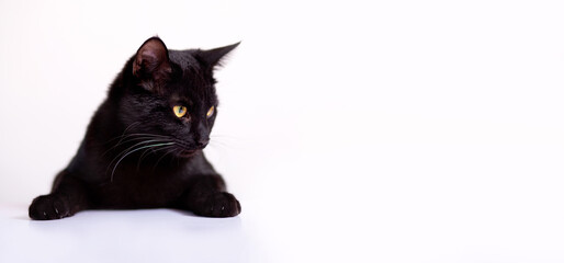 young cute black cat looks to the side, strong look, on a light background with copy space, banner