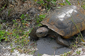 A healthy gopher tortoise in the natural Florida scrub land.