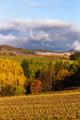 Naklejka premium 10月の北海道美瑛、紅葉と朝靄・日本
