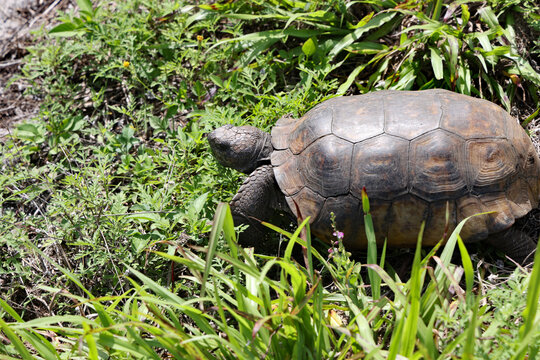 A healthy gopher tortoise in the natural Florida scrub land.