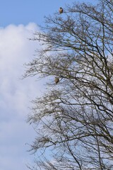 under Observation
