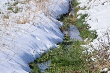strong Green and lots of Snow