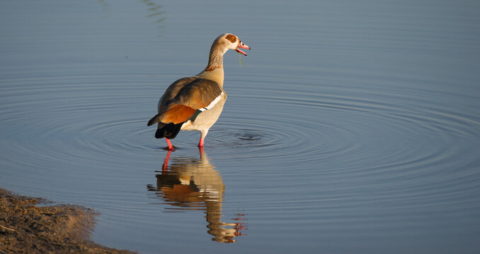 Egyptian Goose ( Alopochen aegyptiaca) Kruger National Park, South Africa