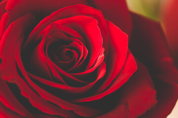 Selective focus of red rose with cinematic vintage color toning. Love, romance concept. Red rose wallpaper.