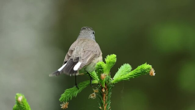Close-up of an adult male Red-breasted flycatcher, Ficedula parva in an old-growth boreal forest in Estonia, Northern Europe.	