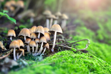 Wild mushrooms growing with moss on forest floor