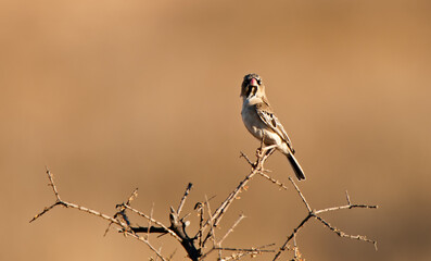 Scaly-feathered Finch