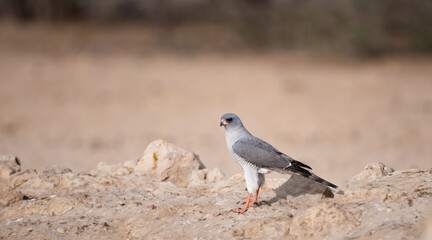 Gabar Goshawk ( Melierax gabar) Kgalagadi Transfrontier Park, South Africa. Jpg