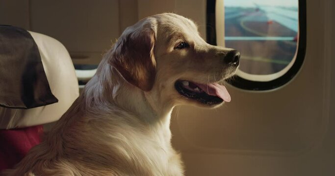 Cinematic shot of golden retriever dog passenger seating in aircraft cabin while traveling with comfort on board of airplane during international flight to vacation trip.