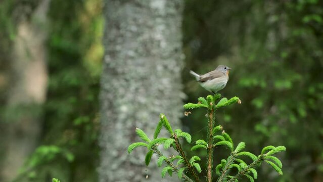 Colorful Red-breasted flycatcher, Ficedula parva sitting on a top of a small Spruce. Shot in Estonian boreal forest, Northern Europe.	