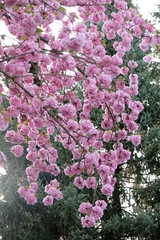FU 2020-04-16 Kirsch 115 Am Zweig wachsen rosa Kirschblüten