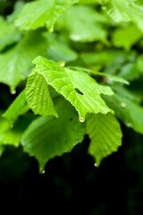 Obraz na płótnie Canvas Green nature leaves with rain drop