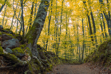 Forest panorama in golden autumn