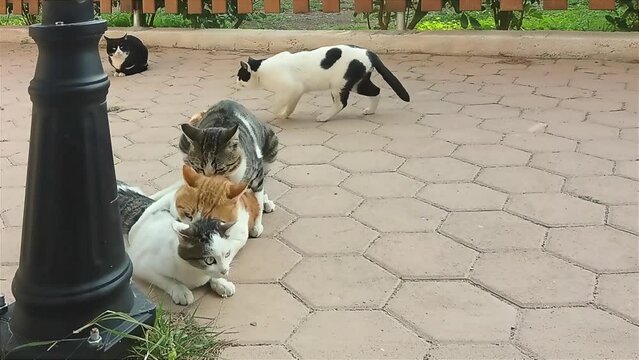 Moment of cats mating and having sex. 
