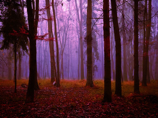 Strange magical forest in thick fog. Red atmospheric forest in the morning. Paranormal dark woods. Fall colors in the park. 