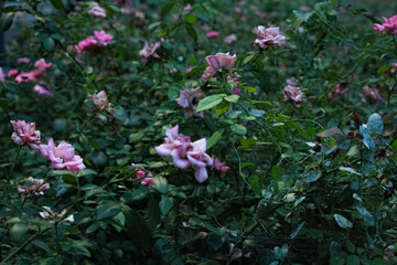 pink roses in the garden