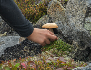 Hand picking the mushroom