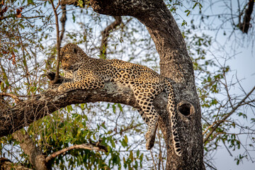 Leopard laying in a tree in the Kruger.