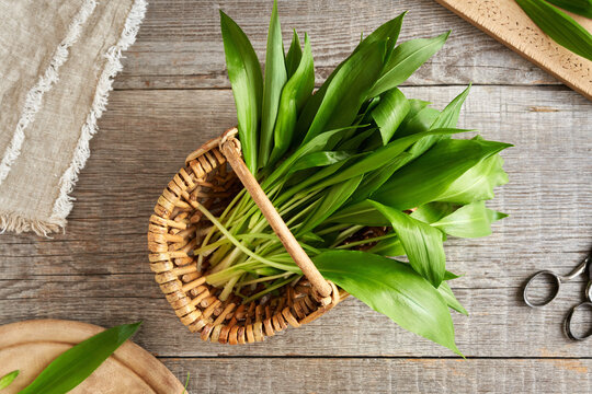 Fresh wild garlic or bear's garlic leaves in a wicker basket
