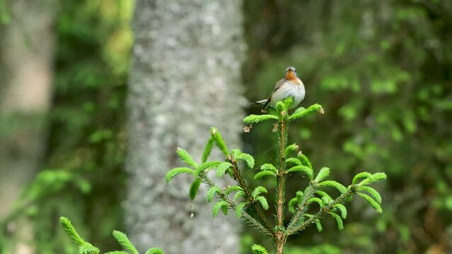 Colorful Red-breasted flycatcher, Ficedula parva sitting on a top of a small Spruce. Shot in Estonian boreal forest, Northern Europe.	