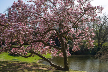 Blossoming magnolia tree in the spa park of Wiesbaden/Germany with the spa pond in the background