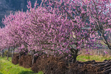 View of blooming young almond trees on a sunny spring day in the Palatinate/Germany