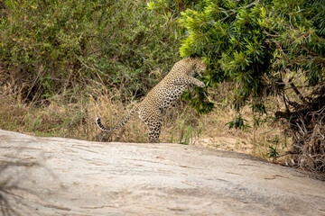 Big male Leopard marking territory.
