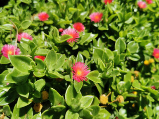Beautiful aptenia flowers close up among green leaves in Turkey, Kusadasi. Summer background.