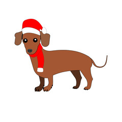 Dachshund dogs  in Santa clause hat and knit with white background